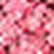 Multi Pink-Rood Multi Pink-Rood