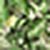 Multi Green Multi Green